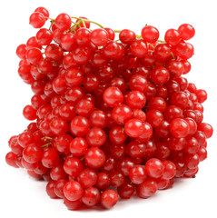 viburnum on a white background