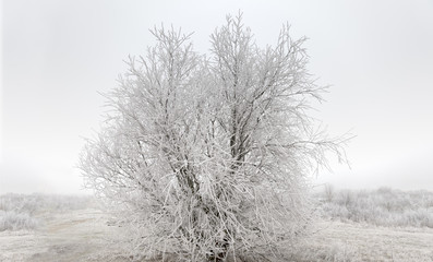 Tree covered with frost and snow in landscape winter
