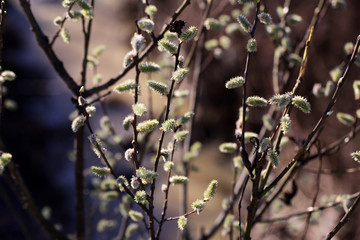 Selective focus of spring tree branches as natural background