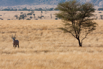 Naklejka na ściany i meble Oryx Namibia