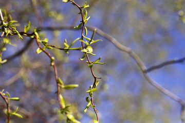 Young green leaves over the blue sky as natural background