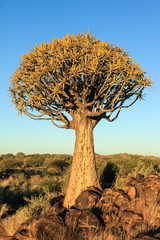 Blooming quiver tree in orange morning light
