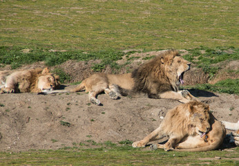 Fototapeta premium Grupo de leones