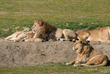Grupo de leones
