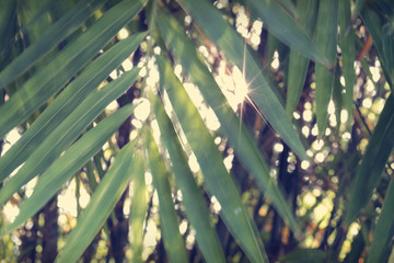 Sun light coming through the branches of bamboo leaves. Abstract background.