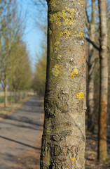 closeup of an alley tree