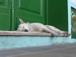 dog sleeping buenos aires