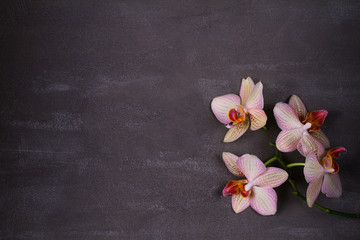 Fototapeta na wymiar Orchids on gray background with copy space. Flower vintage card, pastel colors. Flat lay, top view