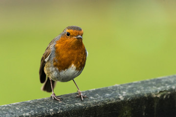 Robin