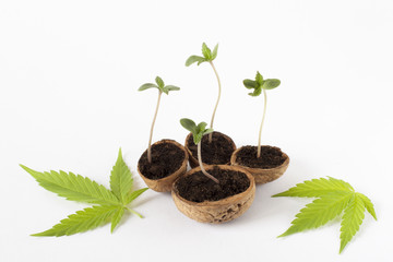 marijuana growing plant hemp seed cannabis green leaf