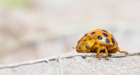 Joaninha amarela.