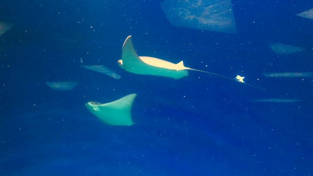 Stingray in aquarium. pack of stingray