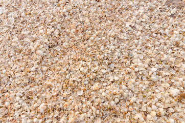top view of a lot of scrap hell on the sand for background and texture.