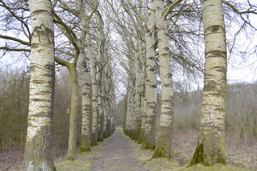 les bouleaux ont des yeux