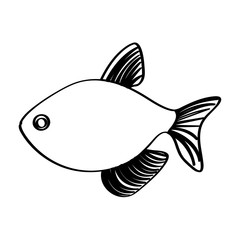 monochrome line contour with fish vector illustration