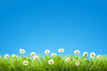 Border of Sweet Daisies in Green Grass with Clear Blue Sky © mvc_stock