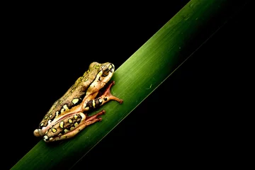 Afwasbaar fotobehang African tree frog © Joe Houghton