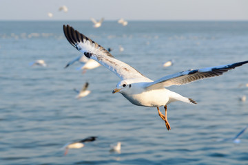Fototapeta na wymiar Flying seagull.
