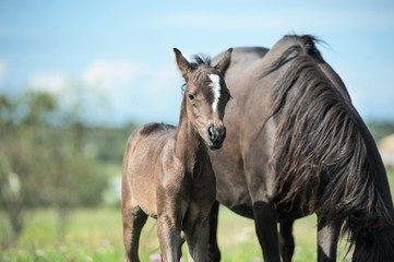 Fototapeta na wymiar pony foal with mom in the meadow