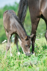 pony foal with mom  in the meadow