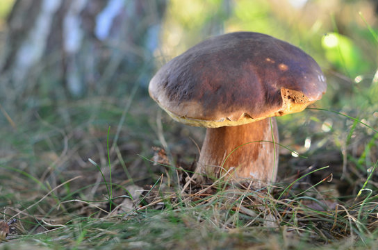 Edible mushroom growing in the grass. Cep (Boletus edulis) close-up