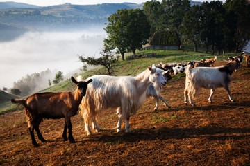 sheep farm in the mountains on foggy spring morning - Apuseni mountains, Transylvania