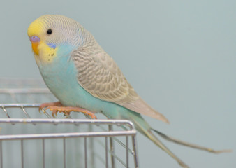 Budgerigar parrot in his cage