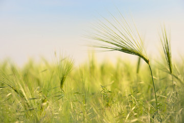 Rural landscape with wheat field