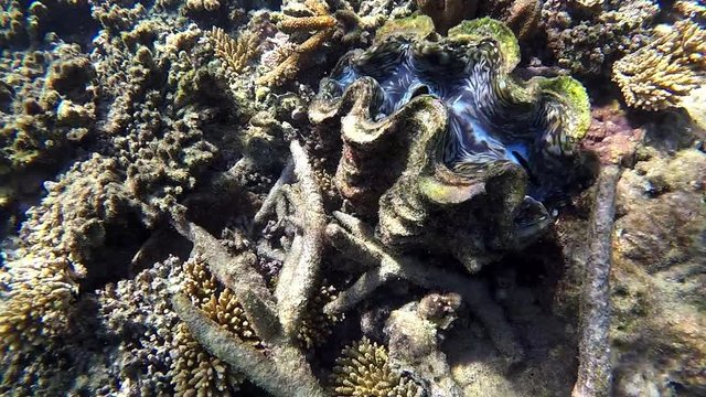 FJ 144 Giant clam underwater in Fiji