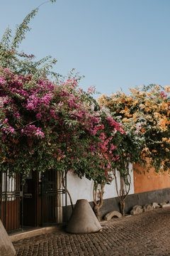 flowers in faro