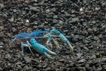Blue Crayfish