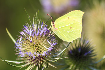 Sitting on a thistle