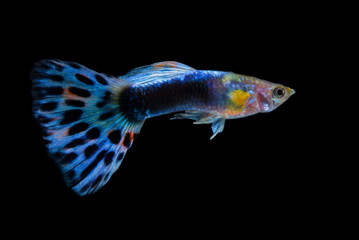 Fototapeta premium Fish guppy