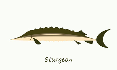 sturgeon fish isolated on white background