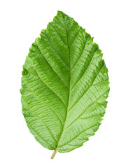 Fototapeta na wymiar hazelnut's leaf isolated on white background