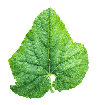 cucumber's leaf isolated on white background
