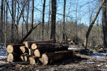 Pile of felled oak logs in the forest