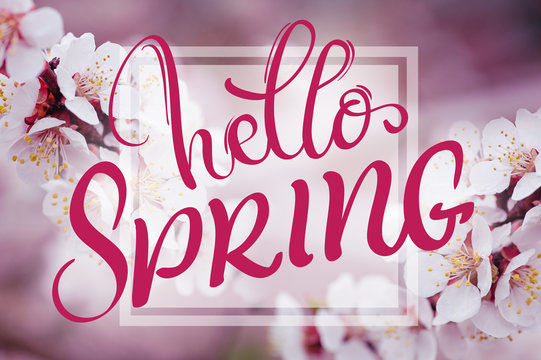text Hello Spring. Calligraphy lettering and Beautiful branch of a blossoming tree on background