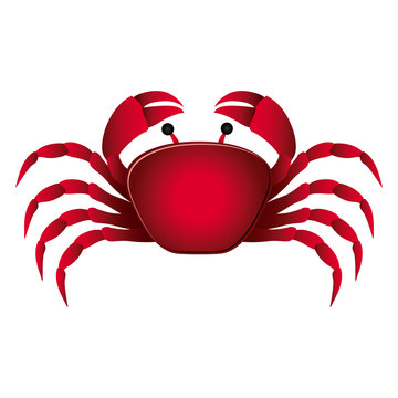 colorful picture crab aquatic animal vector illustration