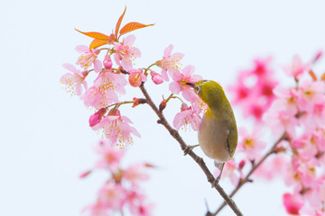 Cute yellow bird perching on sakura flower..Oriental white eye ( Zosterops palpebrosus ) drinking sweet from cherry blossom,morning sunlight.
