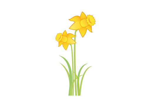 Beautiful blooming spring yellow daffodil flower vector illustration. Yellow fresh daffodil narcissus flower icon vector isolated on a white background