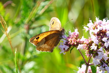 Papillon d'Alsace