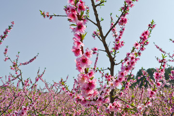 Apricot tree flowers background