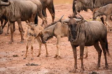 Two young wildebeest calves socialising while in the protection of the herd.