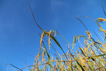 Organic rice farming in Thailand.