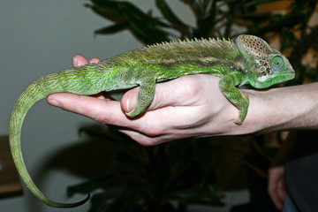 Chamäleon als Haustier