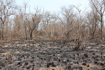 Walbrand in S&uuml;dafrika