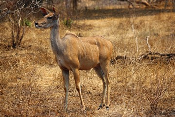 Kudu in Afrika