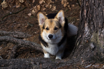 Welsh Corgi on a walk in the winter forest