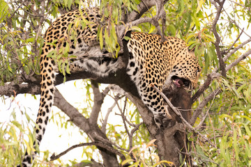 African leopard feeding on a kill from the safety of the high tree